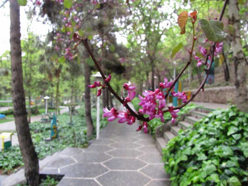 پارک ساعی تهران